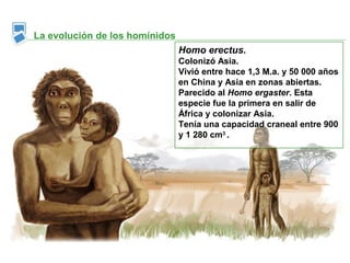 La evolución de los homínidos
                                Homo erectus.
                                Colonizó Asia.
                                Vivió entre hace 1,3 M.a. y 50 000 años
                                en China y Asia en zonas abiertas.
                                Parecido al Homo ergaster. Esta
                                especie fue la primera en salir de
                                África y colonizar Asia.
                                Tenía una capacidad craneal entre 900
                                y 1 280 cm3 .
 