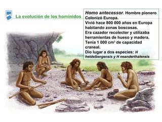 Homo antecessor. Hombre pionero
La evolución de los homínidos Colonizó Europa.
                               Vivió hace 800 000 años en Europa
                               habitando zonas boscosas.
                               Era cazador recolector y utilizaba
                               herramientas de hueso y madera.
                               Tenía 1 000 cm3 de capacidad
                               craneal.
                               Dio lugar a dos especies: H
                               heidelbergensis y H neanderthalensis
 