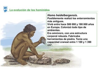 La evolución de los homínidos
                           Homo heidelbergensis.
                           Posiblemente realizó los enterramientos
                           más antiguos.
                           Vivió entre hace 500 000 y 180 000 años
                           en Europa. Colonizó todo tipo de
                           ambientes.
                           Era omnívoro, con una estructura
                           corporal robusta. Fabricaba
                           herramientas de piedra. Tenía una
                           capacidad craneal entre 1 100 y 1 390
                           cm3.
 
