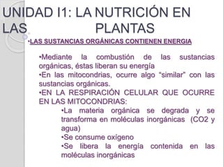 UNIDAD I1: LA NUTRICIÓN EN
LAS PLANTAS
•LAS SUSTANCIAS ORGÁNICAS CONTIENEN ENERGIA
•Mediante la combustión de las sustancias
orgánicas, éstas liberan su energía
•En las mitocondrias, ocurre algo “similar” con las
sustancias orgánicas.
•EN LA RESPIRACIÓN CELULAR QUE OCURRE
EN LAS MITOCONDRIAS:
•La materia orgánica se degrada y se
transforma en moléculas inorgánicas (CO2 y
agua)
•Se consume oxígeno
•Se libera la energía contenida en las
moléculas inorgánicas
 