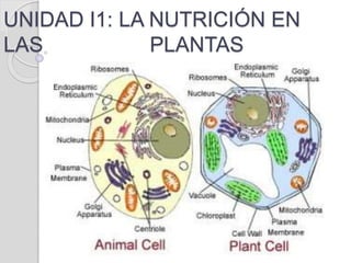 UNIDAD I1: LA NUTRICIÓN EN
LAS PLANTAS
 