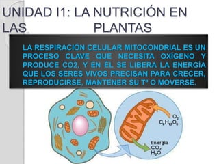 UNIDAD I1: LA NUTRICIÓN EN
LAS PLANTAS
LA RESPIRACIÓN CELULAR MITOCONDRIAL ES UN
PROCESO CLAVE QUE NECESITA OXÍGENO Y
PRODUCE CO2, Y EN ÉL SE LIBERA LA ENERGÍA
QUE LOS SERES VIVOS PRECISAN PARA CRECER,
REPRODUCIRSE, MANTENER SU Tª O MOVERSE.
 