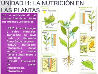 UNIDAD I1: LA NUTRICIÓN EN
LAS PLANTAS
•En la nutricion de las
plantas intervienen todos
sus órganos vegetativos:
•RAIZ: Absorción agua
y sales minerales.
Transporte de savia
bruta y elaborada.
Almacén de reservas
•TALLO: Transporte,
fotosíntesis (tallos
verdes), y reserva
(tallos subterráneos o
tubérculos).
•HOJAS: Intercambio
de gases,
transpiración,
fotosíntesis.
 