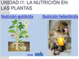 UNIDAD I1: LA NUTRICIÓN EN
LAS PLANTAS
 