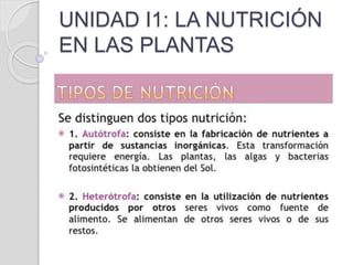 UNIDAD I1: LA NUTRICIÓN
EN LAS PLANTAS
 