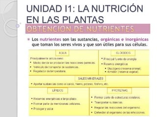 UNIDAD I1: LA NUTRICIÓN
EN LAS PLANTAS
 