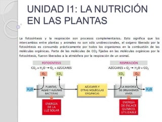 UNIDAD I1: LA NUTRICIÓN
EN LAS PLANTAS
 
