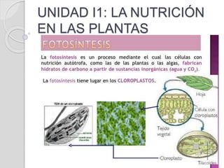UNIDAD I1: LA NUTRICIÓN
EN LAS PLANTAS
 
