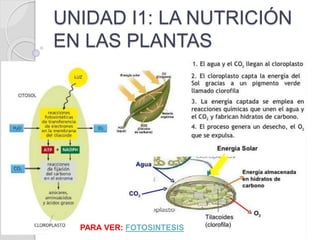 UNIDAD I1: LA NUTRICIÓN
EN LAS PLANTAS
PARA VER: FOTOSINTESIS
 