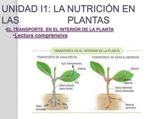 UNIDAD I1: LA NUTRICIÓN EN
LAS PLANTAS
•EL TRANSPORTE EN EL INTERIOR DE LA PLANTA
•Lectura comprensiva
 