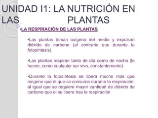UNIDAD I1: LA NUTRICIÓN EN
LAS PLANTAS
•LA RESPIRACIÓN DE LAS PLANTAS
•Las plantas toman oxígeno del medio y expulsan
dióxido de carbono (al contrario que durante la
fotosíntesis)
•Las plantas respiran tanto de día como de noche (lo
hacen, como cualquier ser vivo, constantemente)
•Durante la fotosíntesis se libera mucho más que
oxígeno que el que se consume durante la respiración,
al igual que se requiere mayor cantidad de dióxido de
carbono que el se libera tras la respiración
 