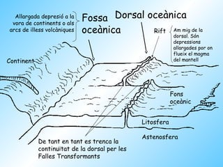 Dorsal oceànica
Rift
Continent
Fons
oceànic
Litosfera
Astenosfera
Fossa
oceànica
De tant en tant es trenca la
continuïtat de la dorsal per les
Falles Transformants
Allargada depresió a la
vora de continents o als
arcs de illess volcàniques Am mig de la
dorsal. Són
depressions
allargades por on
flueix el magma
del mantell
 