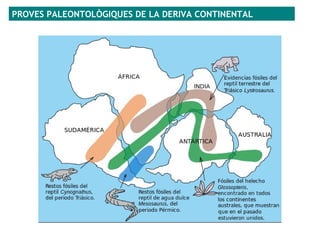 PROVES PALEONTOLÒGIQUES DE LA DERIVA CONTINENTAL
 