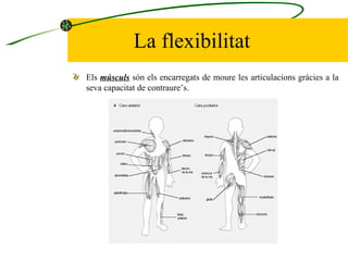 La flexibilitat Els  músculs  són els encarregats de moure les articulacions gràcies a la seva capacitat de contraure’s. 