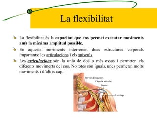 La flexibilitat La flexibilitat és la  capacitat que ens permet executar moviments amb la màxima amplitud possible. En aquests moviments intervenen dues estructures corporals importants: les  articulacions  i els  músculs . Les  articulacions  són la unió de dos o més ossos i permeten els diferents moviments del cos. No totes són iguals, unes permeten mol t s moviments i d’altres cap. 