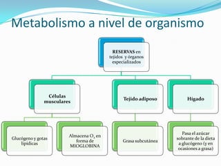 Metabolismo a nivel de organismo
