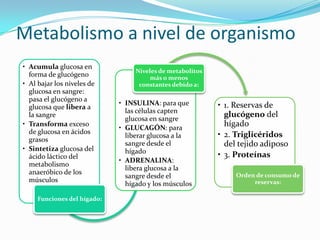 Metabolismo a nivel de organismo