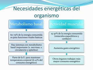 Necesidades energéticas del organismo