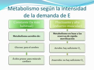 Metabolismo según la intensidad de la demanda de E