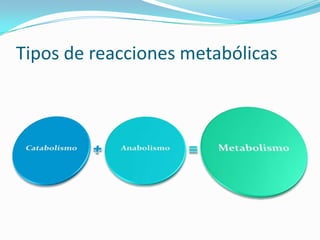 Tipos de reacciones metabólicas