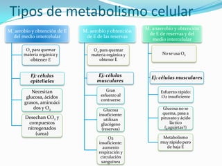 Tipos de metabolismo celular