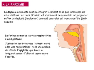 La faringe comunica les vies respiratòries
i les digestives.
Justament per evitar que l'aliment entre
a les vies respiratòries hi ha una espècie
de vàlvula, l'epiglotis, que tanca la
tràquea i permet l'aliment seguir cap a
l'esòfag.
A LA FARINGE
La deglució és un acte continu, integrat i complet en el qual intervenen els
músculs llisos i estriats. S' inicia voluntàriament i es completa mitjançant el
reflex de deglució (involuntari) que està controlat pel tronc encefàlic (bulb
raquidi).
 