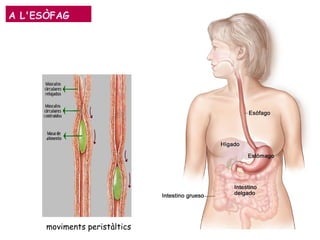 A L'ESÒFAG
moviments peristàltics
 