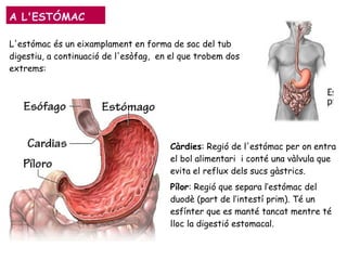 A L'ESTÓMAC
L'estómac és un eixamplament en forma de sac del tub
digestiu, a continuació de l'esòfag, en el que trobem dos
extrems:
Càrdies: Regió de l'estómac per on entra
el bol alimentari i conté una vàlvula que
evita el reflux dels sucs gàstrics.
Pílor: Regió que separa l’estómac del
duodè (part de l’intestí prim). Té un
esfínter que es manté tancat mentre té
lloc la digestió estomacal.
 