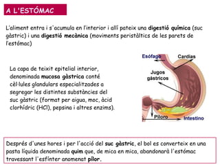 A L'ESTÓMAC
L’aliment entra i s'acumula en l’interior i allí pateix una digestió química (suc
gàstric) i una digestió mecànica (moviments peristàltics de les parets de
l’estómac)
Després d'unes hores i per l'acció del suc gàstric, el bol es converteix en una
pasta líquida denominada quim que, de mica en mica, abandonarà l'estómac
travessant l'esfínter anomenat pílor.
La capa de teixit epitelial interior,
denominada mucosa gàstrica conté
cèl·lules glandulars especialitzades a
segregar les distintes substàncies del
suc gàstric (format per aigua, moc, àcid
clorhídric (HCl), pepsina i altres enzims).
 