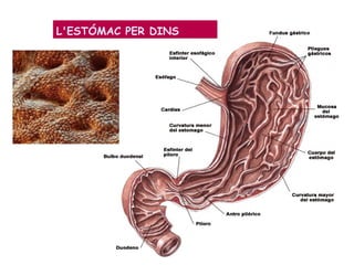 L'ESTÓMAC PER DINS
 