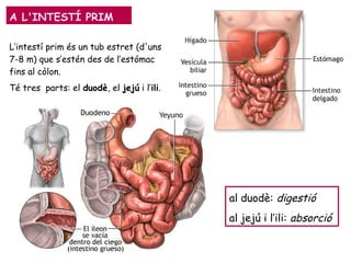 A L'INTESTÍ PRIM
L’intestí prim és un tub estret (d'uns
7-8 m) que s’estén des de l’estómac
fins al còlon.
Té tres parts: el duodè, el jejú i l’ili.
al duodè: digestió
al jejú i l’ili: absorció
 