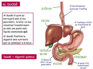 AL DUODÈ
Al duodè el quim es
barrejarà amb el suc
pancreàtic, la bilis i el suc
intestinal transformant-
se amb una pasta més
líquida anomenada quil.
Al duodè finalitza la
digestió dels nutrients
que va començar a la boca.
Duodè = digestió química
 