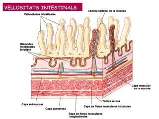VELLOSITATS INTESTINALS
 