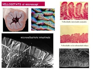VELLOSITATS al microscopi
microvellositats intestinals
 