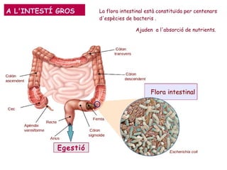 A L'INTESTÍ GROS La flora intestinal està constituïda per centenars
d'espècies de bacteris .
Ajuden a l'absorció de nutrients.
 