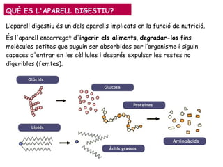 L’aparell digestiu és un dels aparells implicats en la funció de nutrició.
És l'aparell encarregat d'ingerir els aliments, degradar-los fins
molècules petites que puguin ser absorbides per l’organisme i siguin
capaces d'entrar en les cèl·lules i després expulsar les restes no
digeribles (femtes).
QUÈ ES L'APARELL DIGESTIU?
 