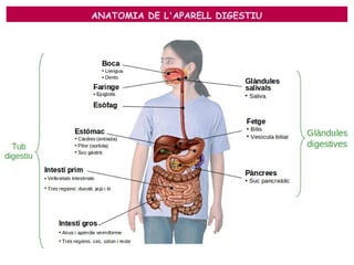 ANATOMIA DE L'APARELL DIGESTIU
 