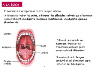 A LA BOCA
Els aliments s'incorporen al nostre cos per la boca.
A la boca es troben les dents, la llengua i les glàndules salivals que efectuaran
sobre l'aliment una digestió mecànica (masticació) i una digestió química
(insalivació).
L'aliment després de ser
mastegat i insalivat es
transforma amb una pasta
anomenada bol alimentari.
El moviment de la llengua
conduirà el bol alimentari cap a
l'interior del tub digestiu.
 