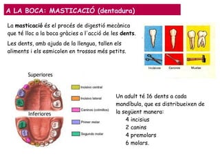 A LA BOCA: MASTICACIÓ (dentadura)
La masticació és el procés de digestió mecànica
que té lloc a la boca gràcies a l'acció de les dents.
Les dents, amb ajuda de la llengua, tallen els
aliments i els esmicolen en trossos més petits.
Un adult té 16 dents a cada
mandíbula, que es distribueixen de
la següent manera:
4 incisius
2 canins
4 premolars
6 molars.
 