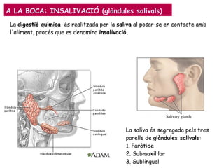 A LA BOCA: INSALIVACIÓ (glàndules salivals)
La saliva és segregada pels tres
parells de glàndules salivals:
1. Paròtide
2. Submaxil·lar
3. Sublingual
La digestió química és realitzada per la saliva al posar-se en contacte amb
l'aliment, procés que es denomina insalivació.
 