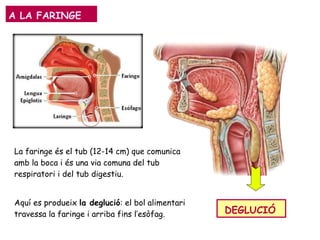 A LA FARINGE
La faringe és el tub (12-14 cm) que comunica
amb la boca i és una via comuna del tub
respiratori i del tub digestiu.
DEGLUCIÓ
Aquí es produeix la deglució: el bol alimentari
travessa la faringe i arriba fins l’esòfag.
 
