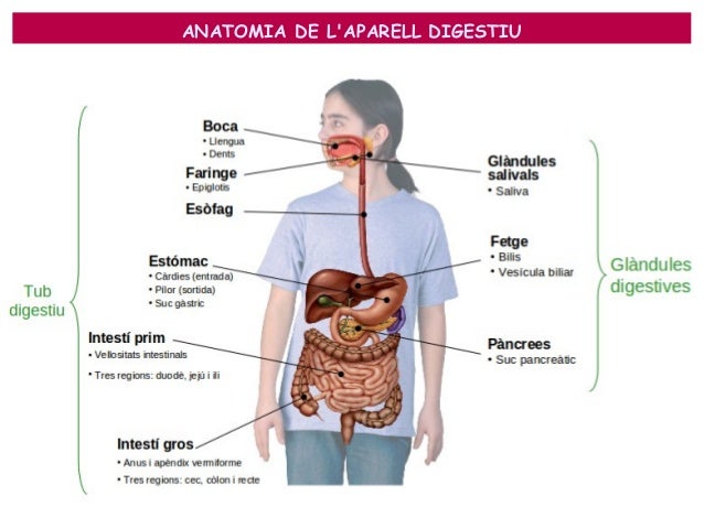 Resultat d'imatges de aparell digestiu