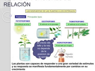RELACIÓN
Las plantas son capaces de responder a una gran variedad de estímulos
y su respuesta se manifiesta fundamentalmente por cambios en su
crecimiento
El crecto del
tallo y la raiz
no depende
de la
posicion de
la semilla
 