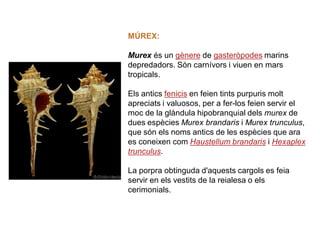 MÚREX:

Murex és un gènere de gasteròpodes marins
depredadors. Són carnívors i viuen en mars
tropicals.

Els antics fenicis en feien tints purpuris molt
apreciats i valuosos, per a fer-los feien servir el
moc de la glàndula hipobranquial dels murex de
dues espècies Murex brandaris i Murex trunculus,
que són els noms antics de les espècies que ara
es coneixen com Haustellum brandaris i Hexaplex
trunculus.

La porpra obtinguda d'aquests cargols es feia
servir en els vestits de la reialesa o els
cerimonials.
 