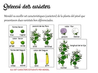 Selecció dels caràctersSelecció dels caràcters
Mendel va escollir set característiques (caràcters) de la planta del pèsol que
presentaven dues varietats ben diferenciades.
 
