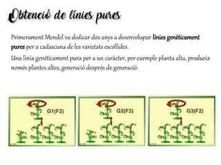 Obtenció de línies puresObtenció de línies pures
Primerament Mendel va dedicar dos anys a desenvolupar línies genèticament
pures per a cadascuna de les varietats escollides.
Una línia genèticament pura per a un caràcter, per exemple planta alta, produeix
només plantes altes, generació després de generació.
 