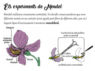 Els experiments de MendelEls experiments de Mendel
Mendel realitzava creuaments controlats. Va decidir creuar pesoleres que eren
diferents només en un caràcter (eren iguals però flors de diferent color, per ex.)
Aquest tipus d’encreuament s’anomena monohíbrid.
 