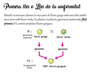 Primera llei o Llei de la uniformitatPrimera llei o Llei de la uniformitat
Mendel va encreuar plantes la raça pura de llavor groga amb una altra també
pura però amb llavor verda, les plantes resultants, generació anomenada filial
primera (F1), només produïen llavors grogues.
 