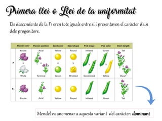 Primera llei o Llei de la uniformitatPrimera llei o Llei de la uniformitat
Els descendents de la F1 eren tots iguals entre si i presentaven el caràcter d'un
dels progenitors.
Mendel va anomenar a aquesta variant del caràcter: dominant
 