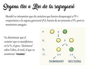 Segona llei o Llei de la segregacióSegona llei o Llei de la segregació
Mendel va interpretar que els caràcters que havien desaparegut a l'F1 i
reapareixien a la segona generació (F2), havien de ser presents a l'F1, però es
mantenien amagats.
Va determinar que el
caràcter que es manifestava
en la F1, el groc, "dominava"
sobre l'altre, el verd, al que va
anomenar "recessiu".
 